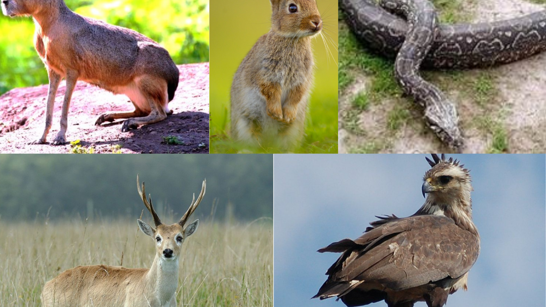 La deforestación en San Luis amenaza a maras, conejos, boas, águilas y venados de las pampas