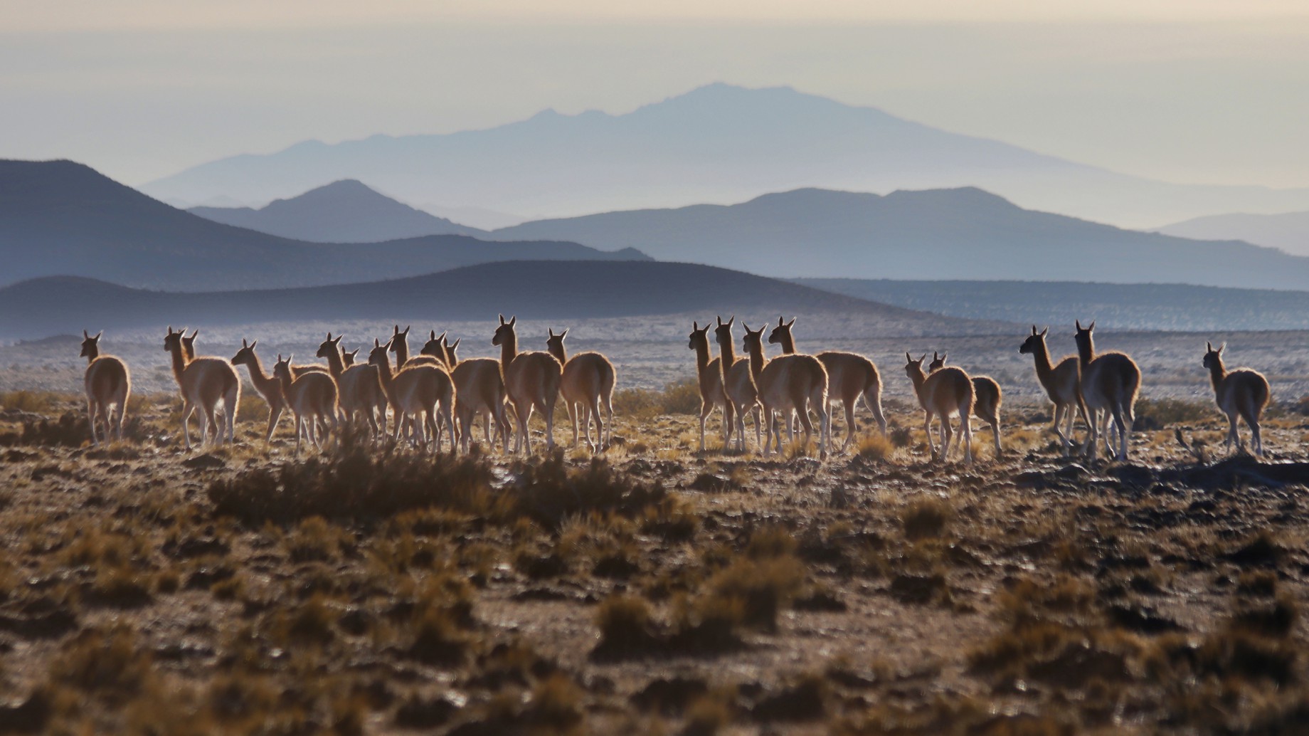 Continúa ampliándose la superficie pública del Área Natural Protegida La Payunia