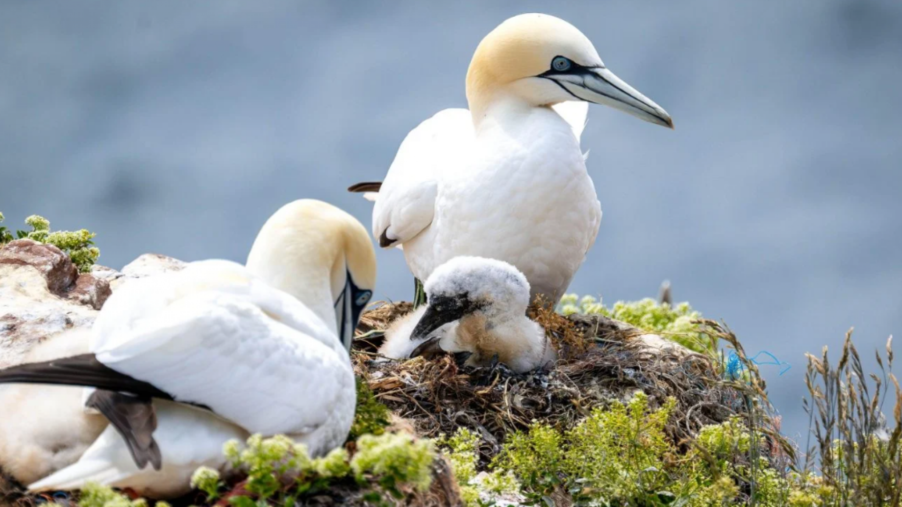 ¿Por qué la gripe aviar es ahora una gran amenaza para la vida marina?