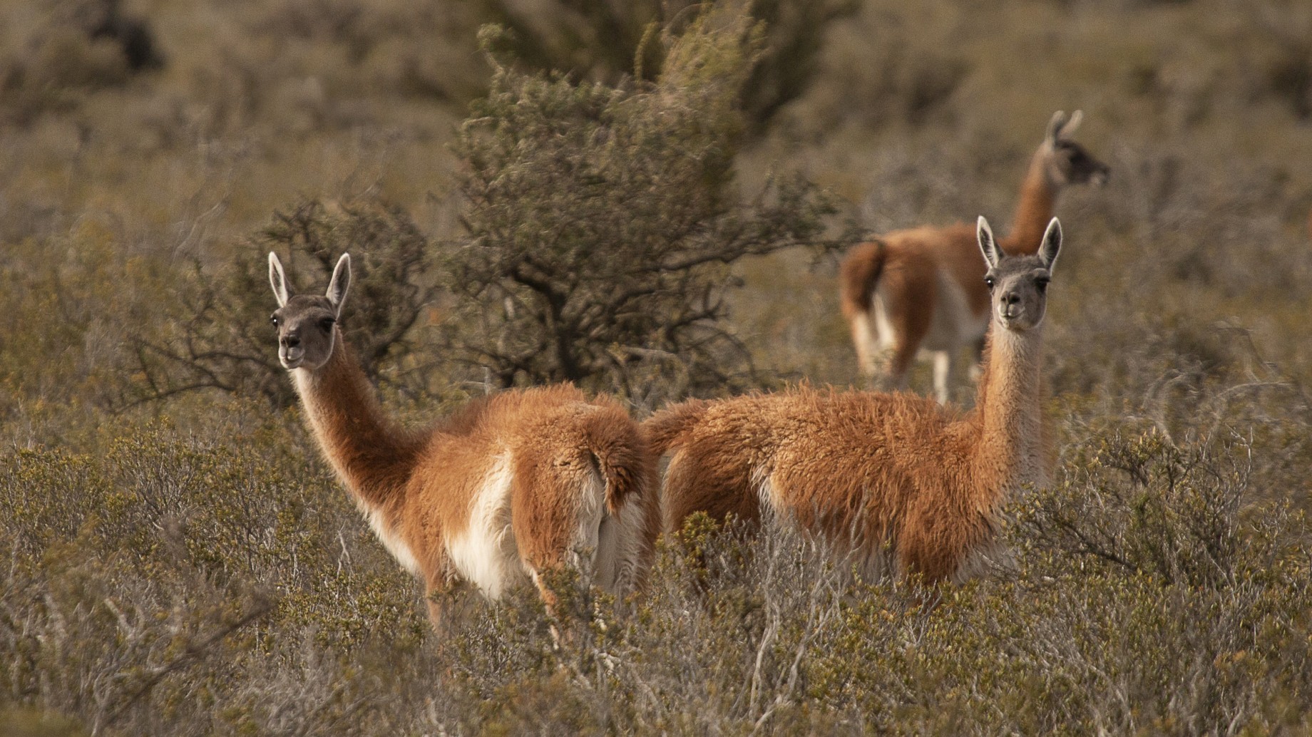 Realizaron una esquila de guanacos en silvestría para promover la coexistencia con la producción ovina