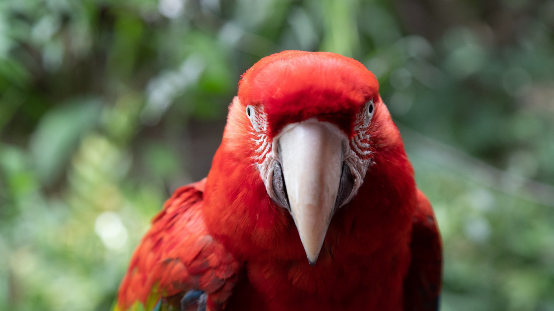 Cómo es el trabajo en Argentina para evitar la extinción de especies autóctonas
