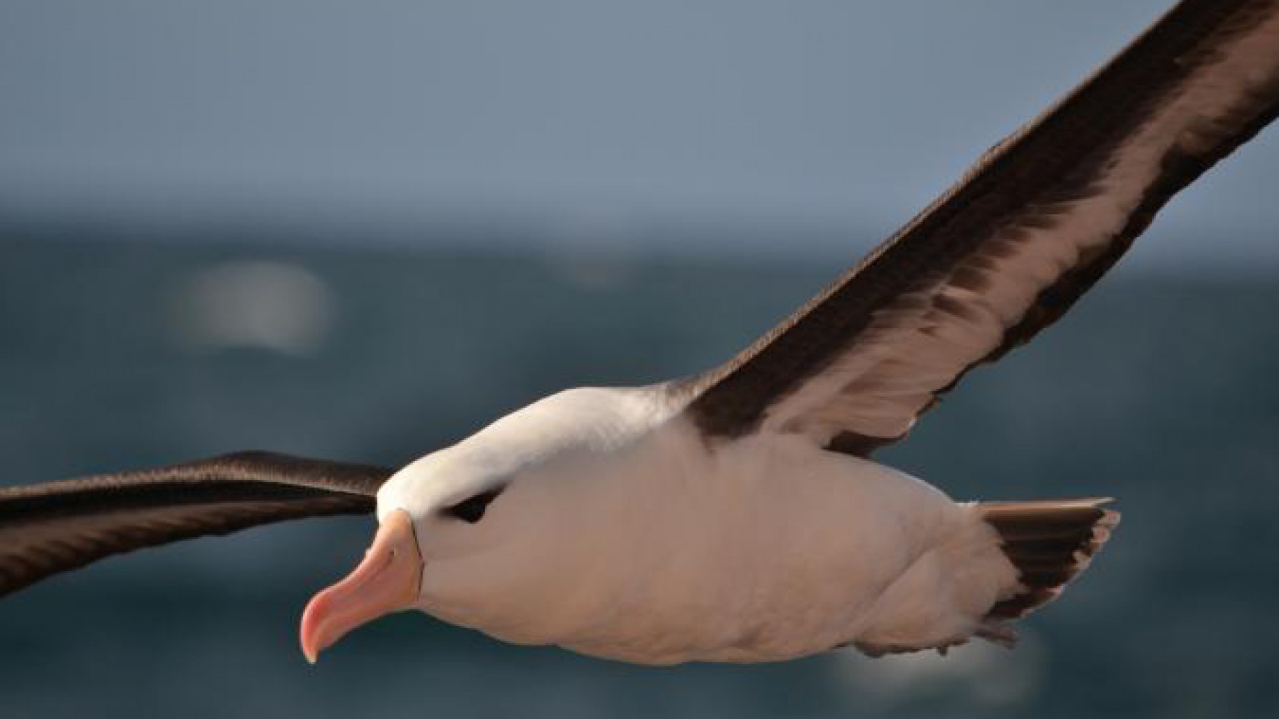 Ya salió el último número de la revista de Aves Argentinas