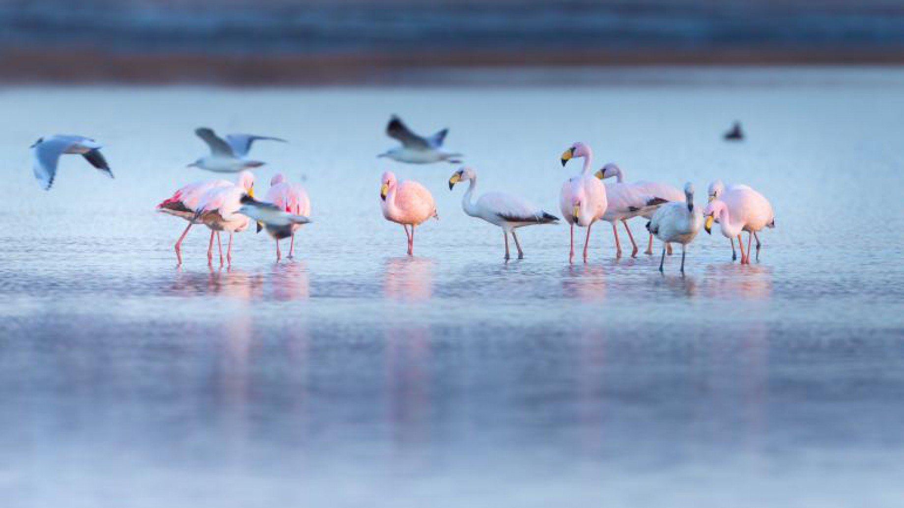 Abrió una nueva edición de las Becas Aves Argentinas