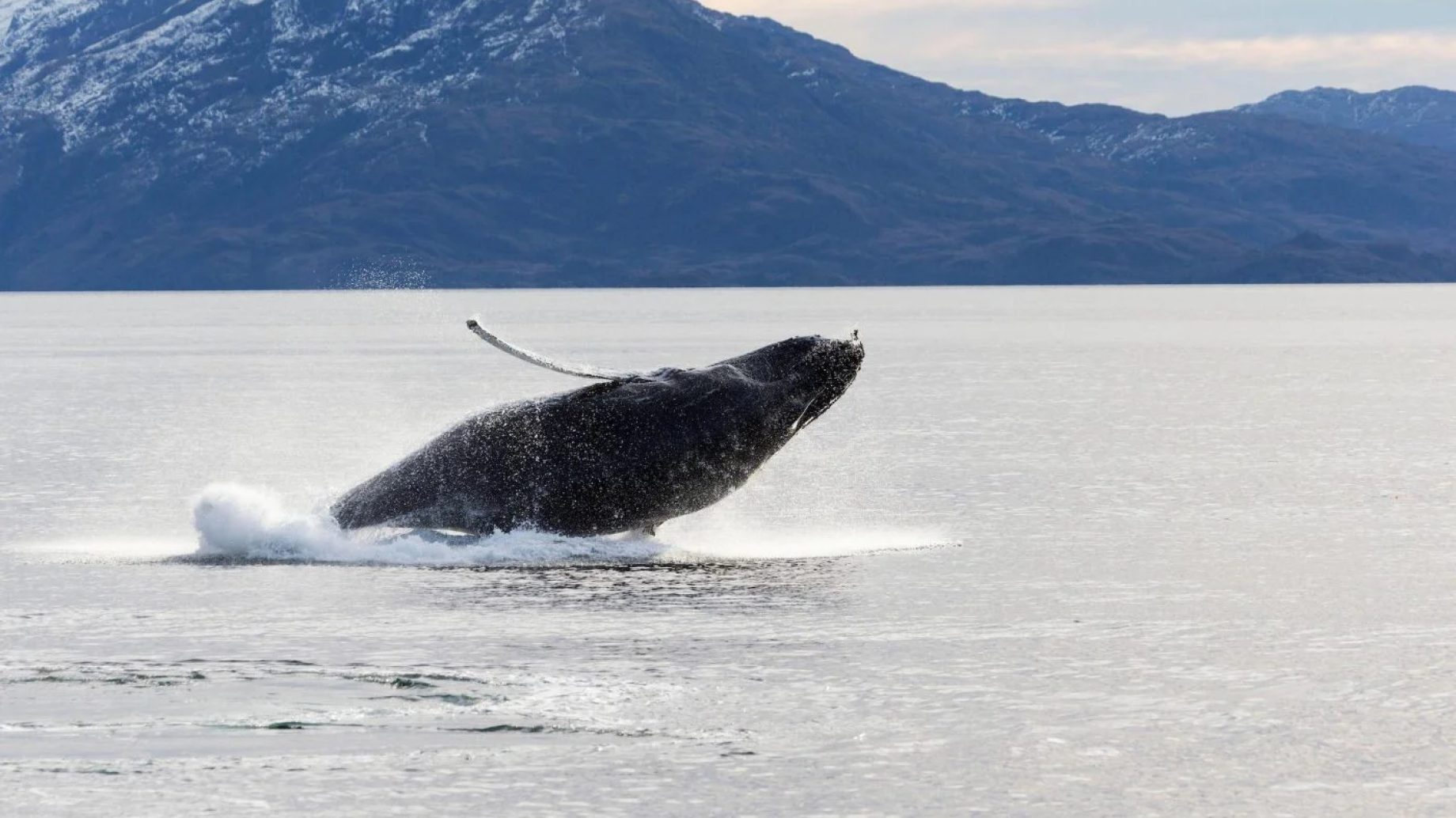 ‘Hace veinte años, los chilenos no sabían que teníamos ballenas'