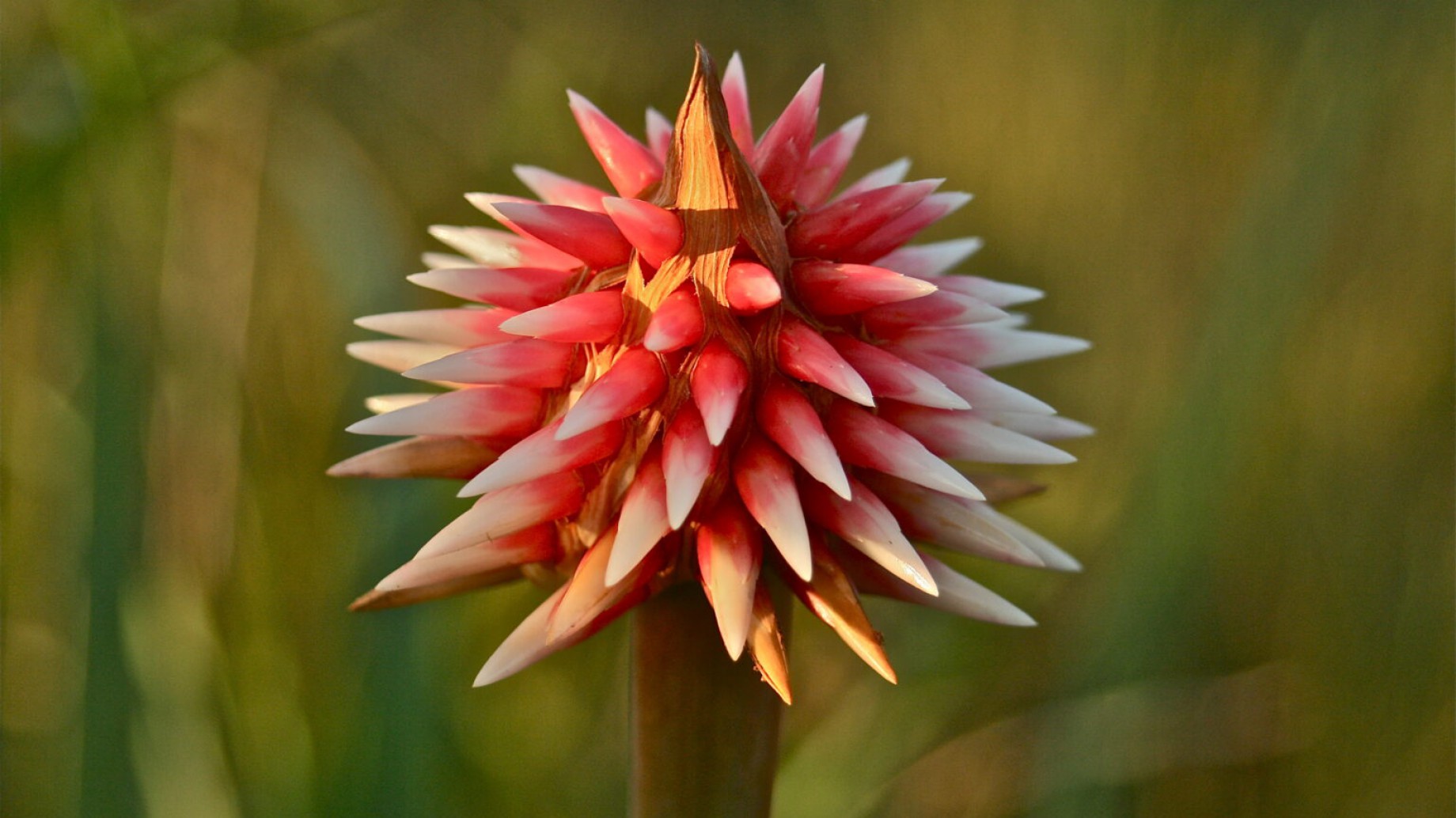 El reto de proteger a quienes resguardan la biodiversidad