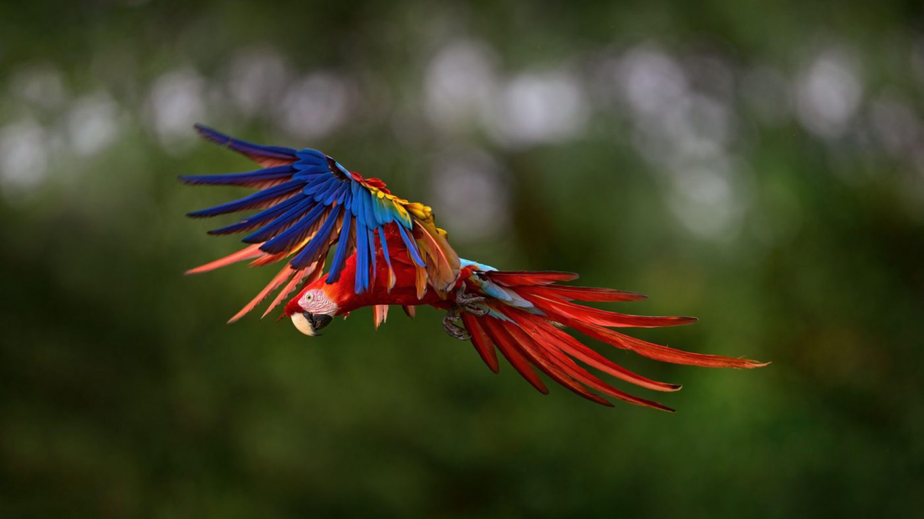 ¿Qué esperar de la cumbre de biodiversidad de este año?