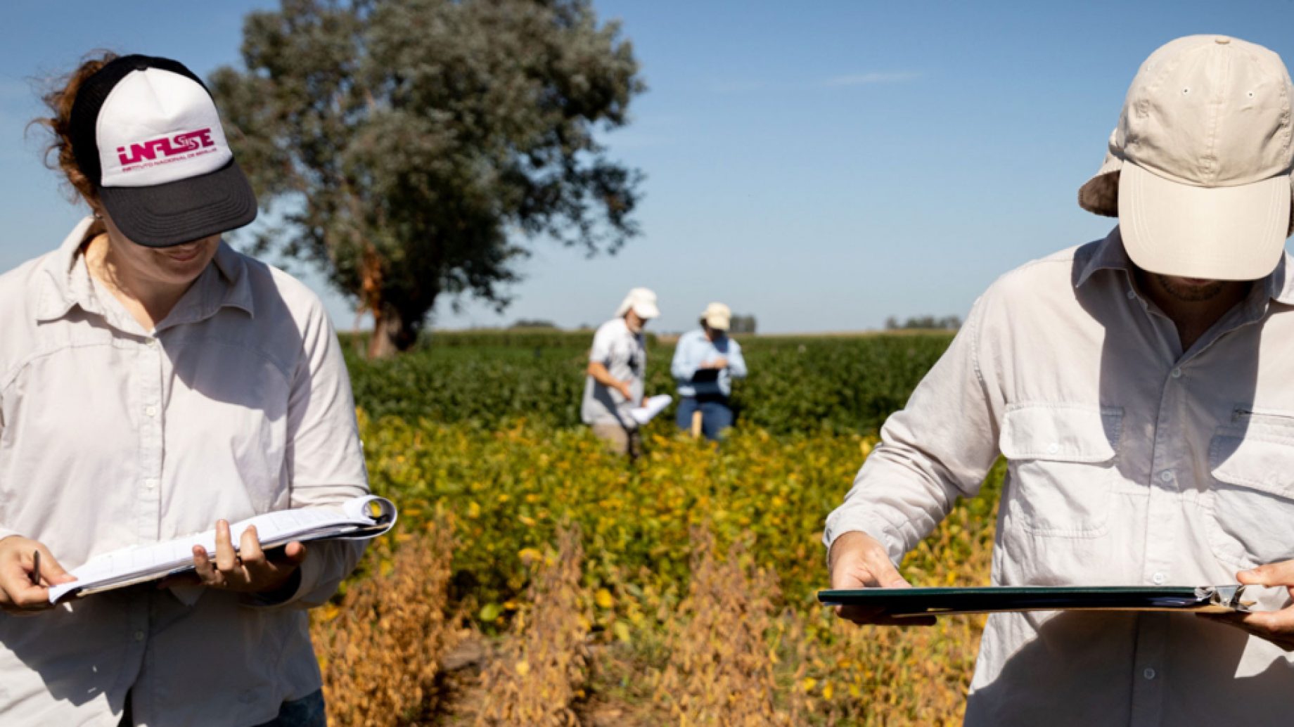Las cosechas argentinas pierden calidad y vigor: el empobrecimiento por falta de rentabilidad y cambio climático