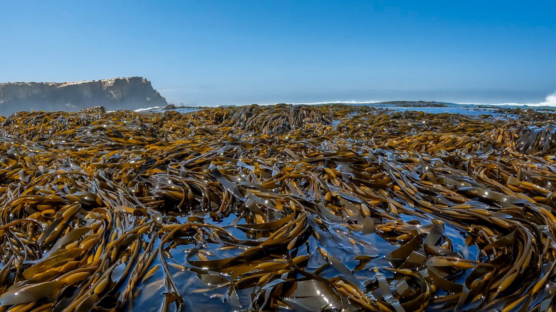 Los bosques submarinos de algas gigantes del Perú, un ecosistema amenazado