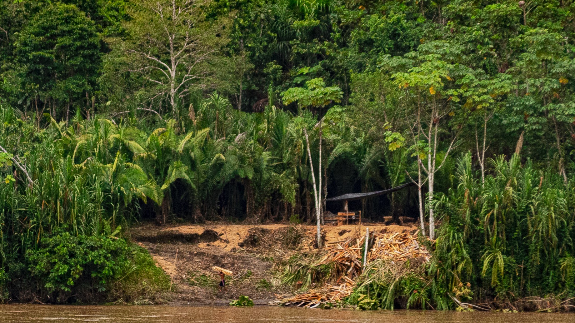 Balsa: la deforestación del árbol amazónico para parques eólicos de China y Europa