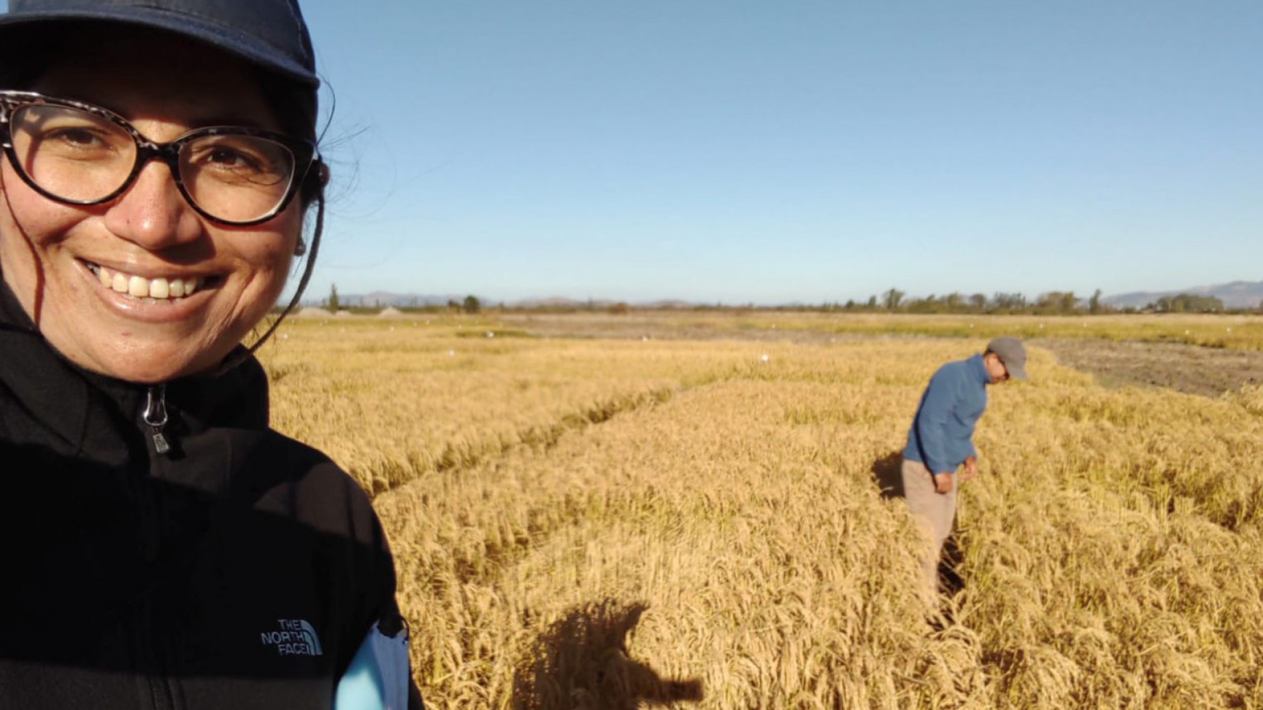 Chile: el arroz más austral del mundo se adapta al cambio climático, usa la mitad del agua y no precisa pesticidas