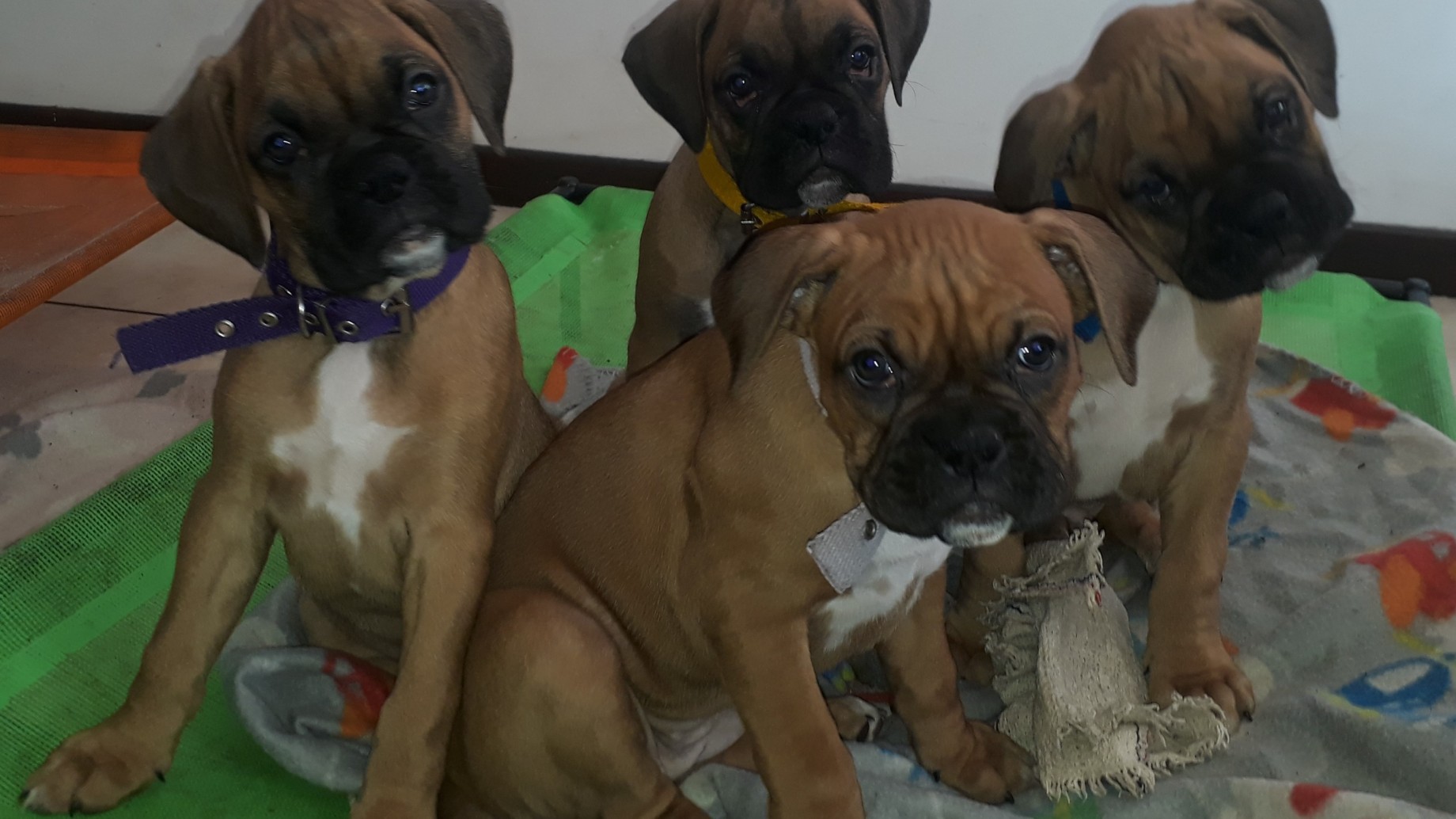 Cómo prepararse para la llegada de un cachorro al hogar y cuáles son los primeros cuidados esenciales