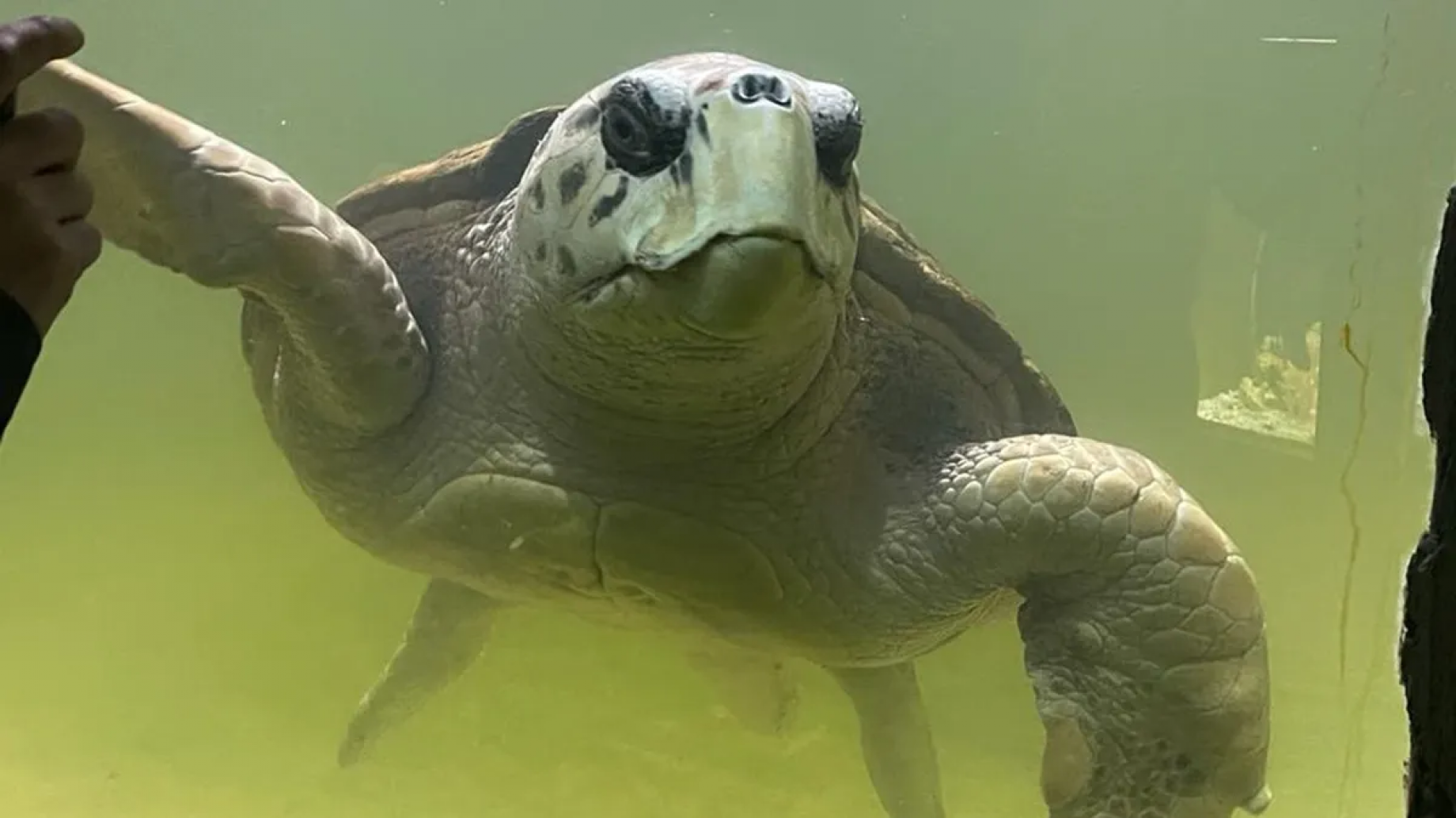 El enorme tortugo Jorge superó todos los desafíos y 40 años después recuperará su vida en el mar