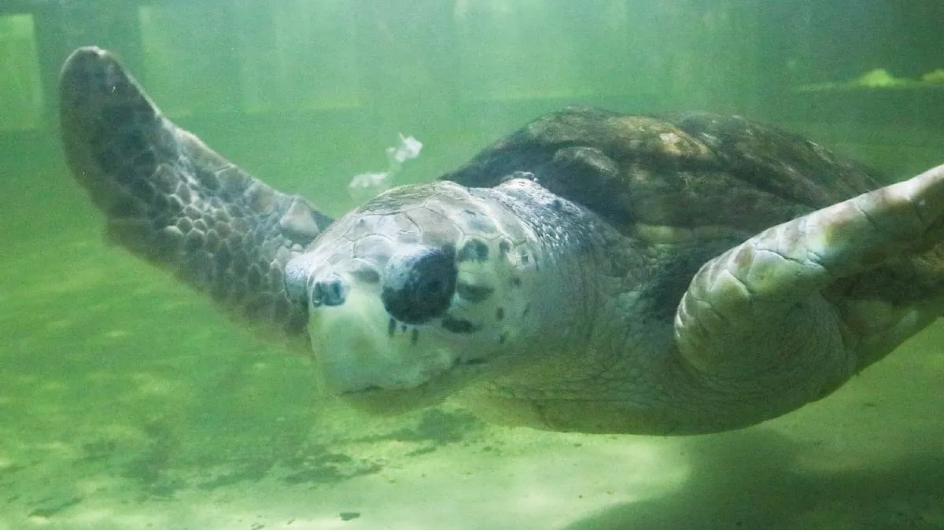 Liberaron al tortugo Jorge con un transmisor para rastrearlo en el mar durante 6 meses