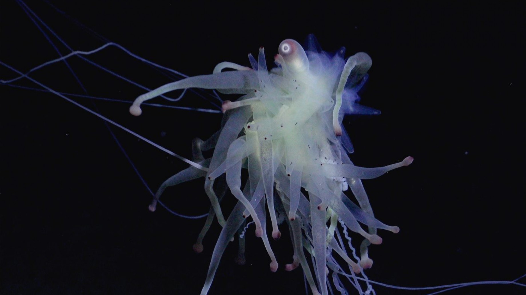 El mundo debe actuar para proteger los montes submarinos del Pacífico