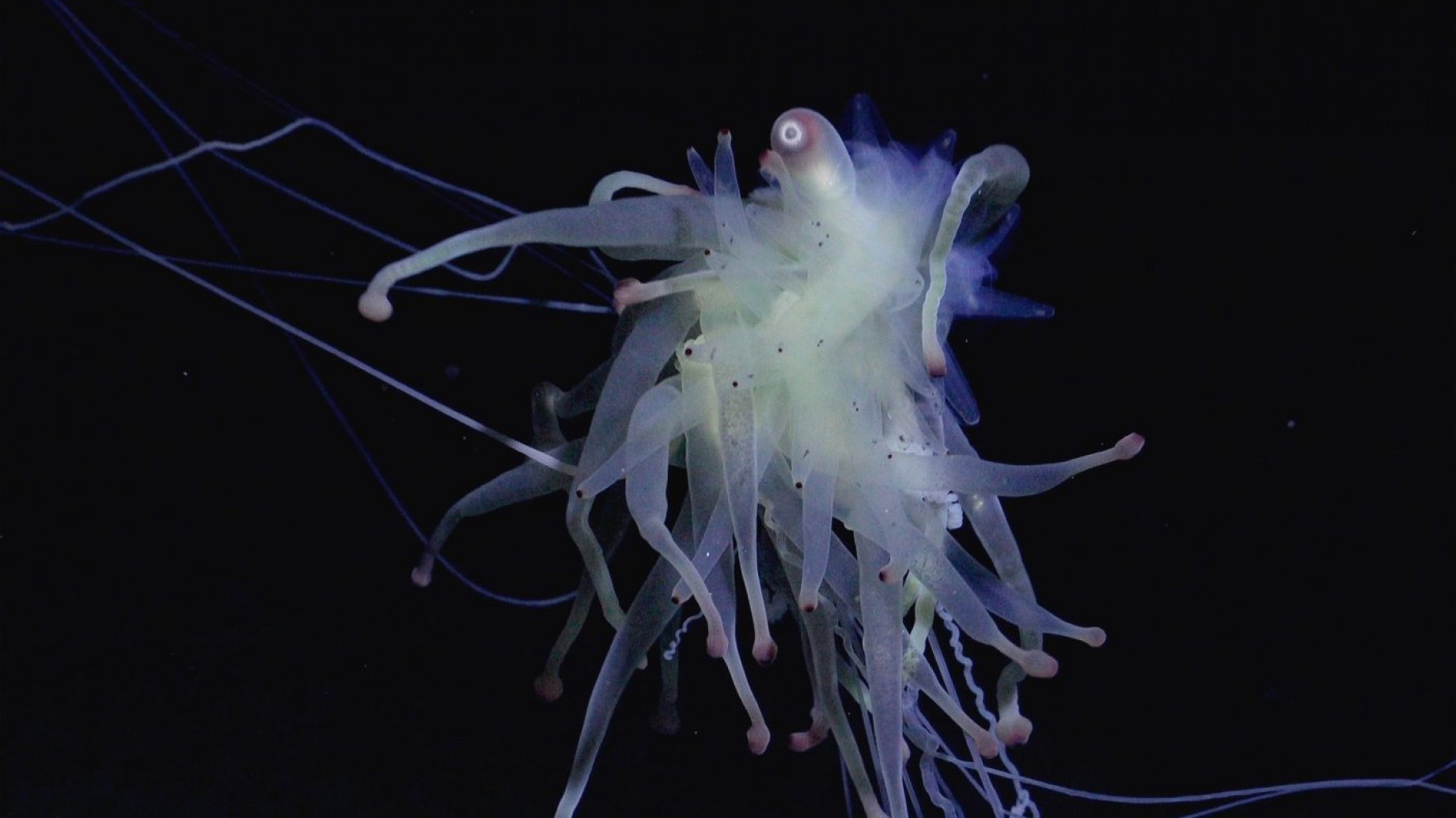 El mundo debe actuar para proteger los montes submarinos del Pacífico