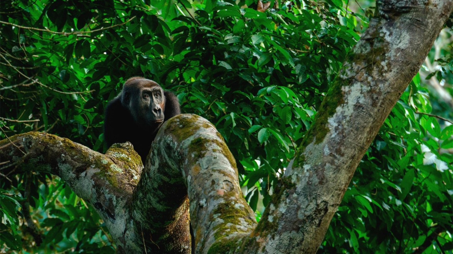 ¿Qué es el Fondo Bosques Tropicales para Siempre?