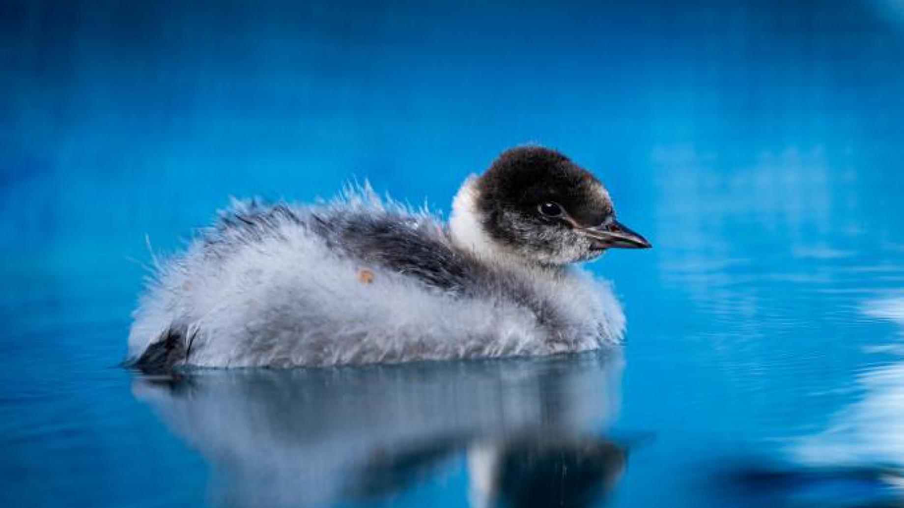 Un hito histórico para la conservación: juveniles de Macá Tobiano criados en cautiverio fueron liberados en su hábitat natural