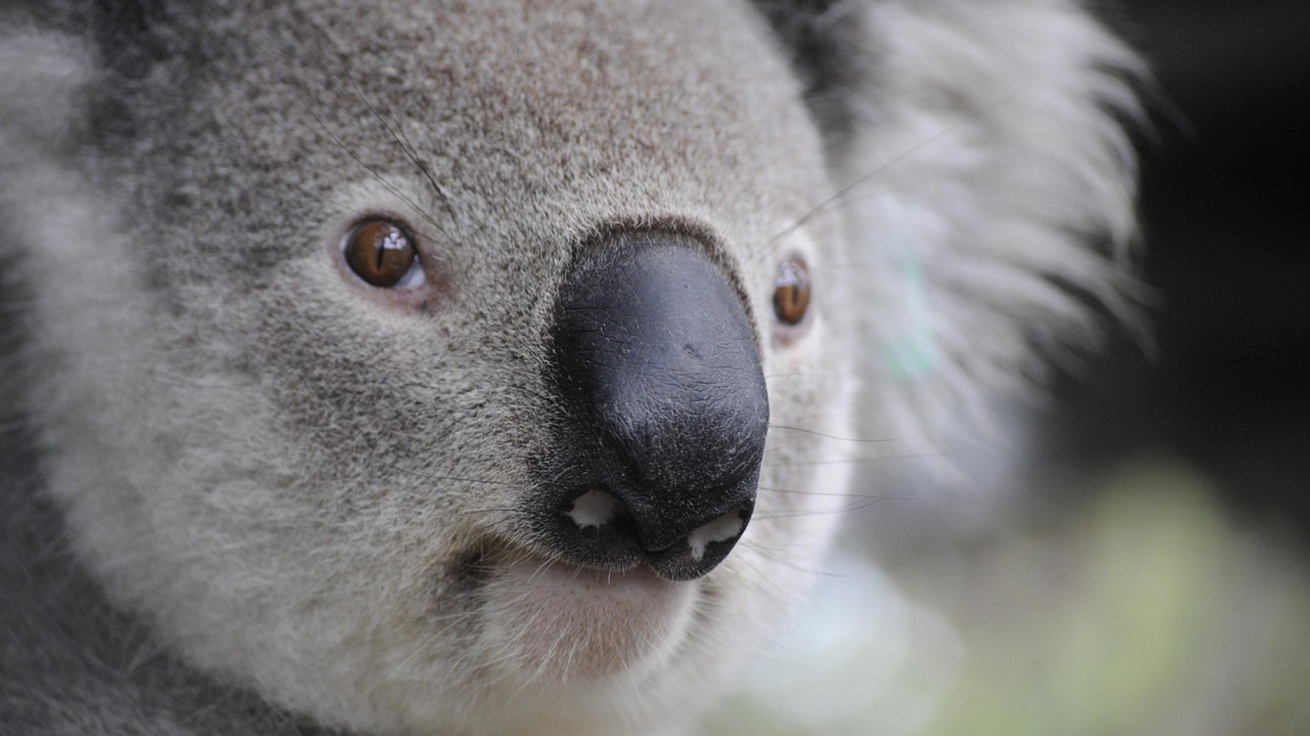 La difícil situación de la fauna autóctona en Australia