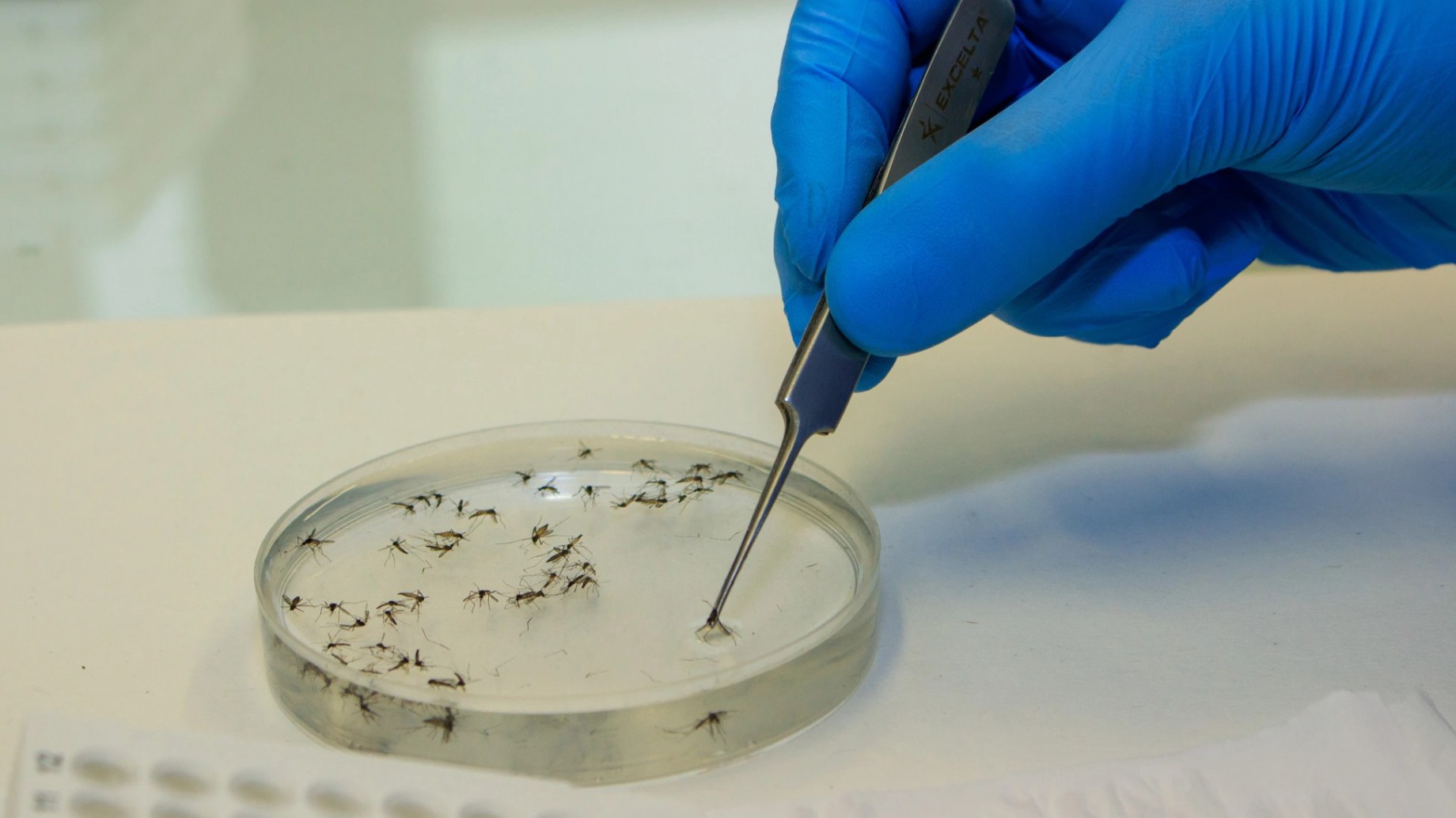 Cambio climático: el invitado no esperado en la epidemia del dengue en América Latina