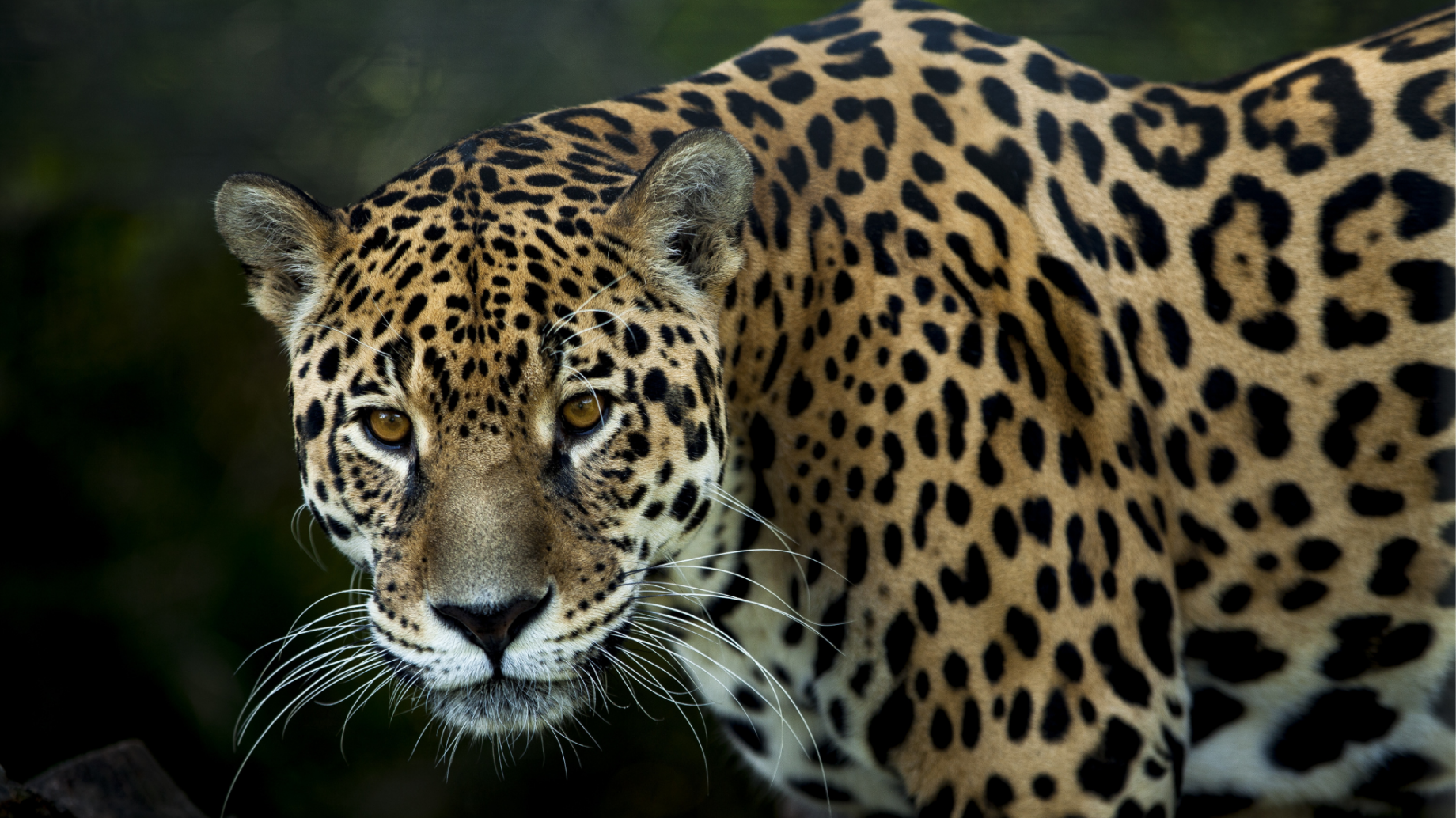 Diseñaron un seguro único en el mundo busca conservar al felino más grande de América