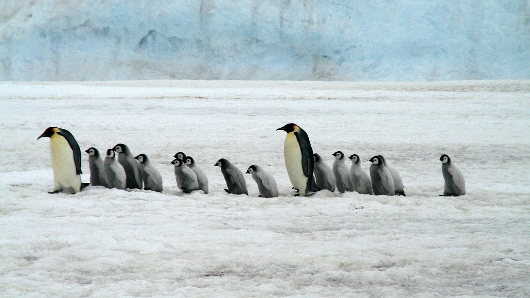 La relación entre el excremento de un animal y las lluvias que se generan en Argentina
