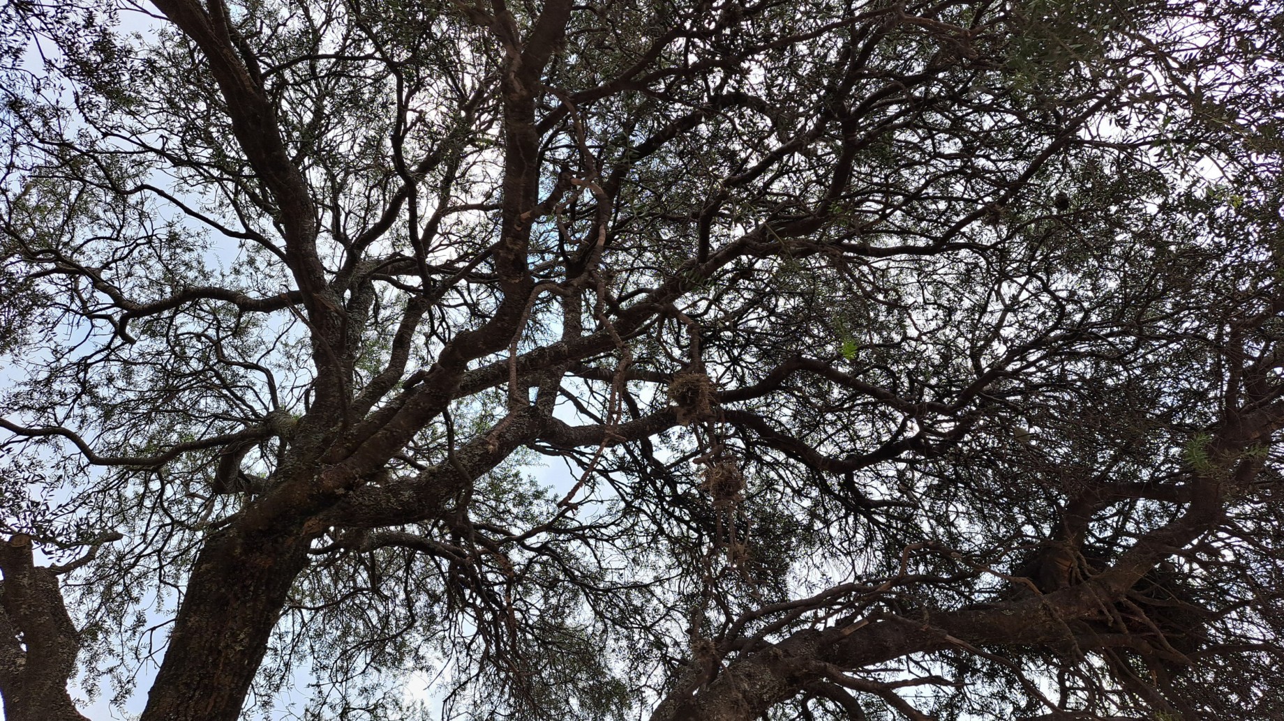 El último árbol
