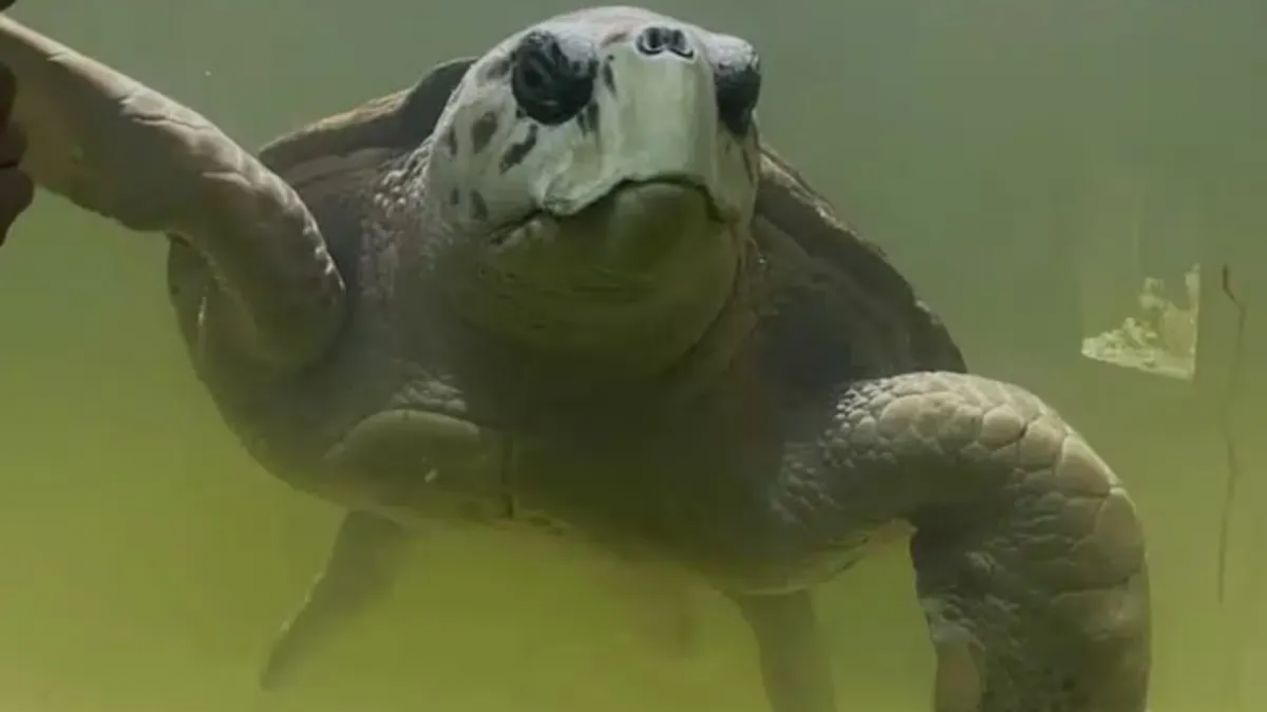 La Ciudad de Mendoza finalizó el seguimiento satelital del tortugo Jorge en su vuelta al mar