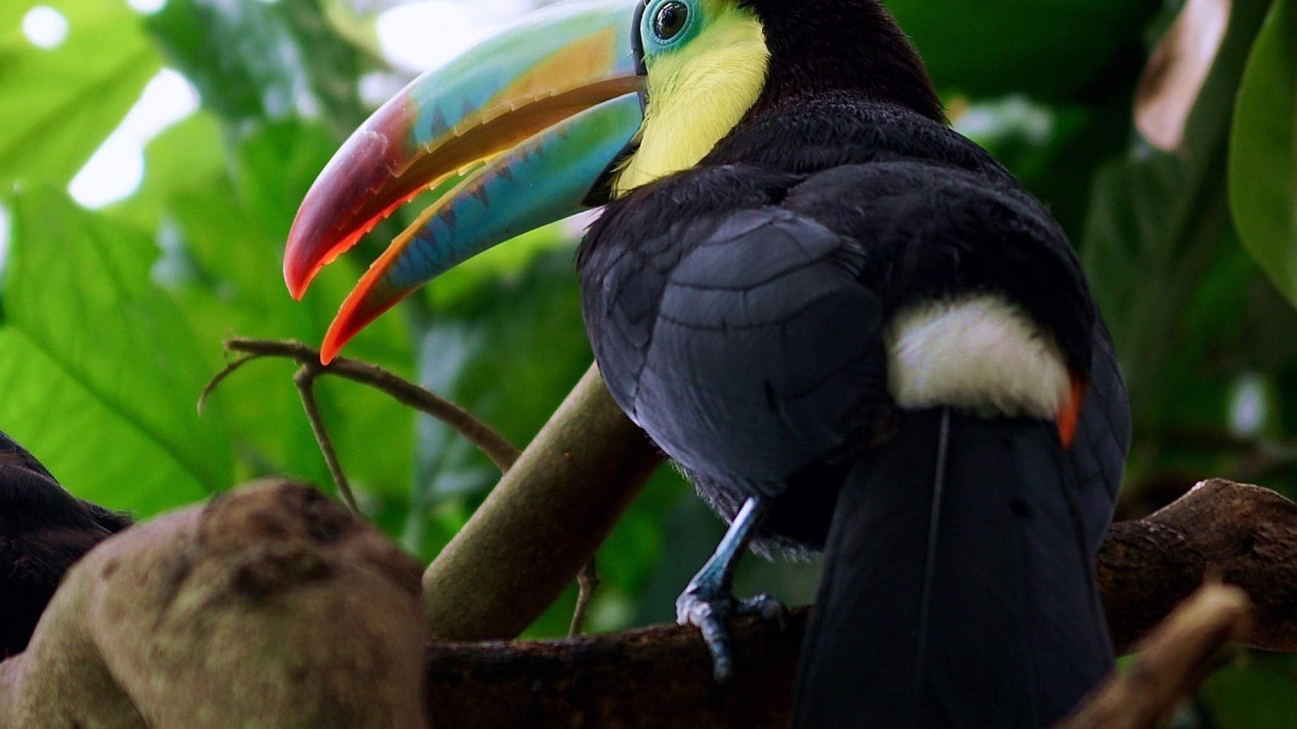 Las poblaciones de aves tropicales se han reducido en un tercio desde 1980, en comparación con un mundo sin cambio climático