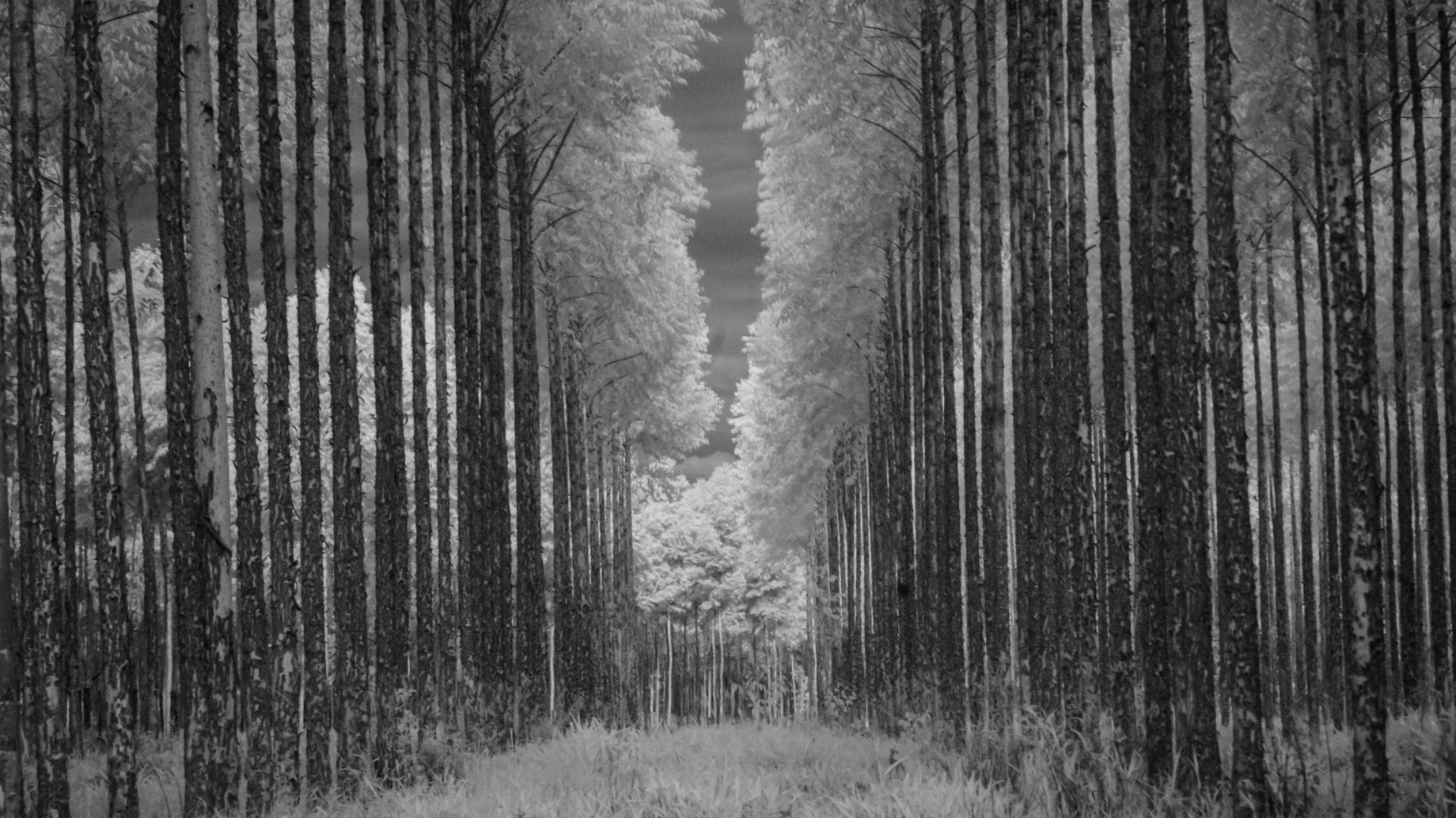 El problema detrás del boom forestal para créditos de carbono en Paraguay y Colombia