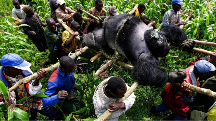 Los últimos gorilas de montaña: paramilitares y guardaparques se disputan esta especie