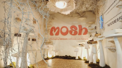 Micelio y Biotecnología: Por qué la raíz del hongo está revolucionando la industria