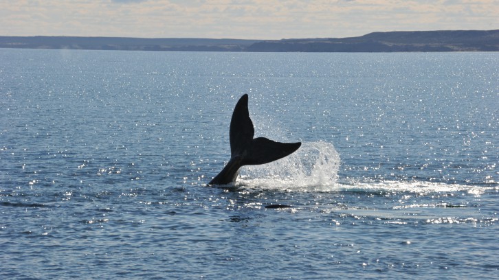 Golfo San Matías: Proyectos contaminantes en una sopa de ballenas