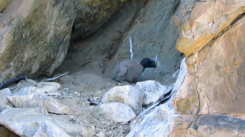 Un cóndor andino nació en el parque provincial Tupungato y está en el nido junto a sus padres