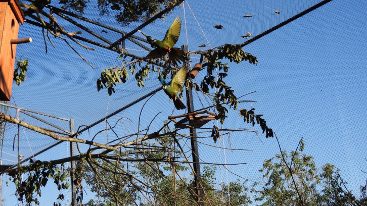 Crean un impresionante recinto para reintroducir a una especie extinta en la Argentina
