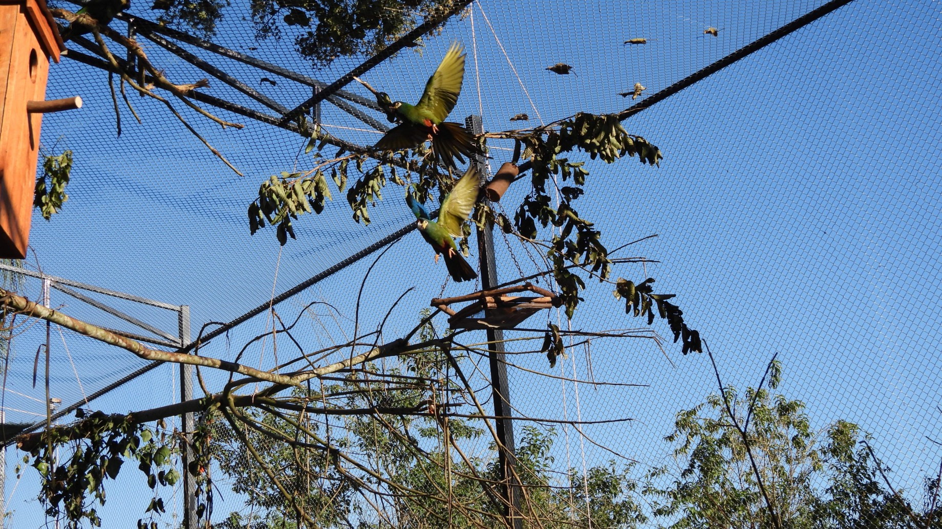 Crean un impresionante recinto para reintroducir a una especie extinta en la Argentina