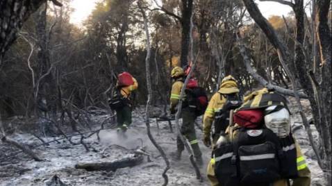 Chubut bajo fuego: El grito de los bosques milenarios ante un ecocidio anunciado