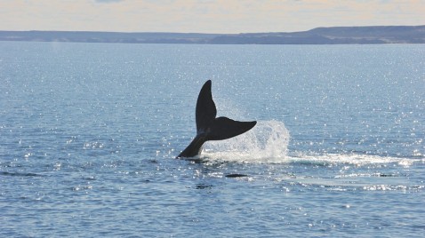 Ballenas, gas y geopolítica: el impulso de Argentina para exportar GNL