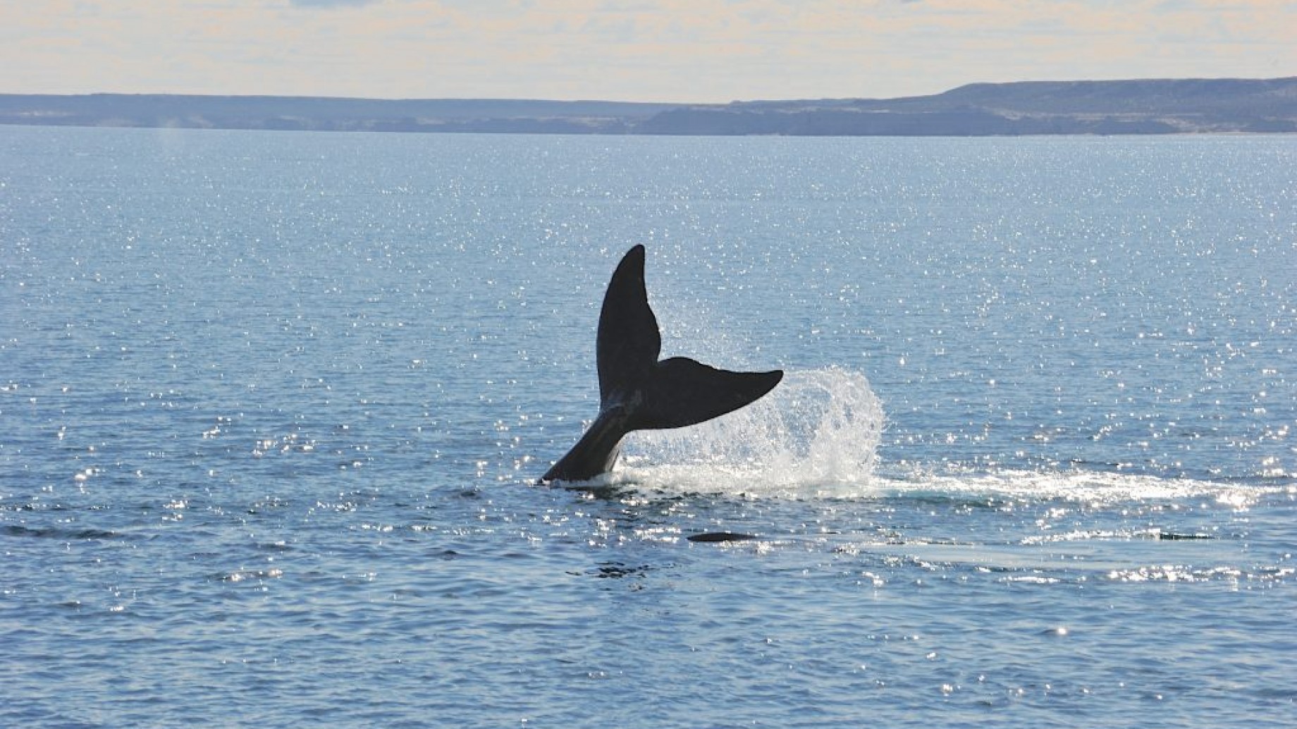 Ballenas, gas y geopolítica: el impulso de Argentina para exportar GNL