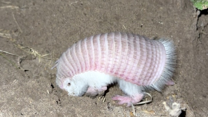 El Pichiciego en Ñacuñán: Un recordatorio de la fragilidad y resiliencia de nuestra fauna