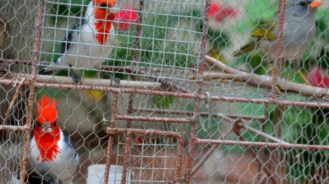 Nuevo informe revela la crítica situación del tráfico ilegal de fauna silvestre en Argentina