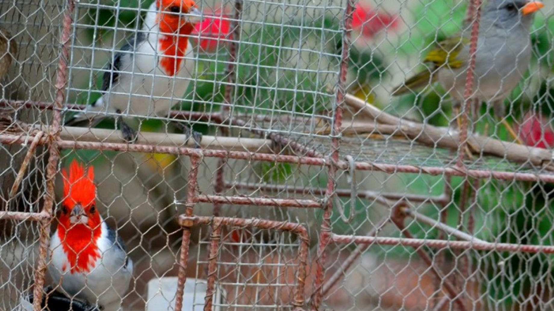 Nuevo informe revela la crítica situación del tráfico ilegal de fauna silvestre en Argentina