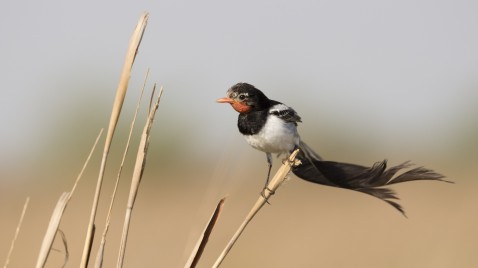 Productores, científicos y organizaciones impulsan la conservación de los pastizales del Aguapey