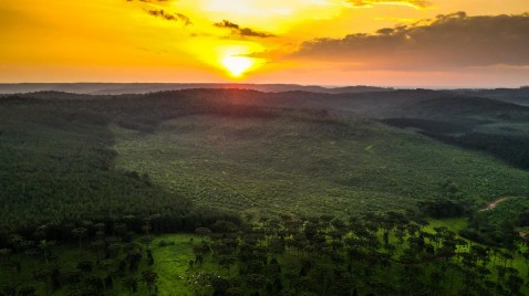 Una empresa plantará 30.000 árboles en 2026 en la Selva Paranaense
