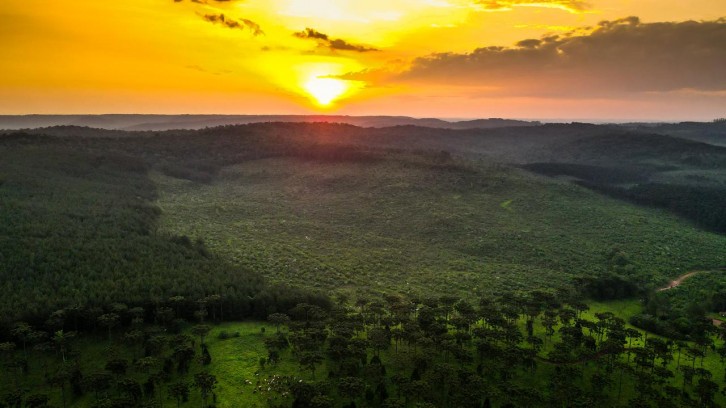 Una empresa plantará 30.000 árboles en 2026 en la Selva Paranaense