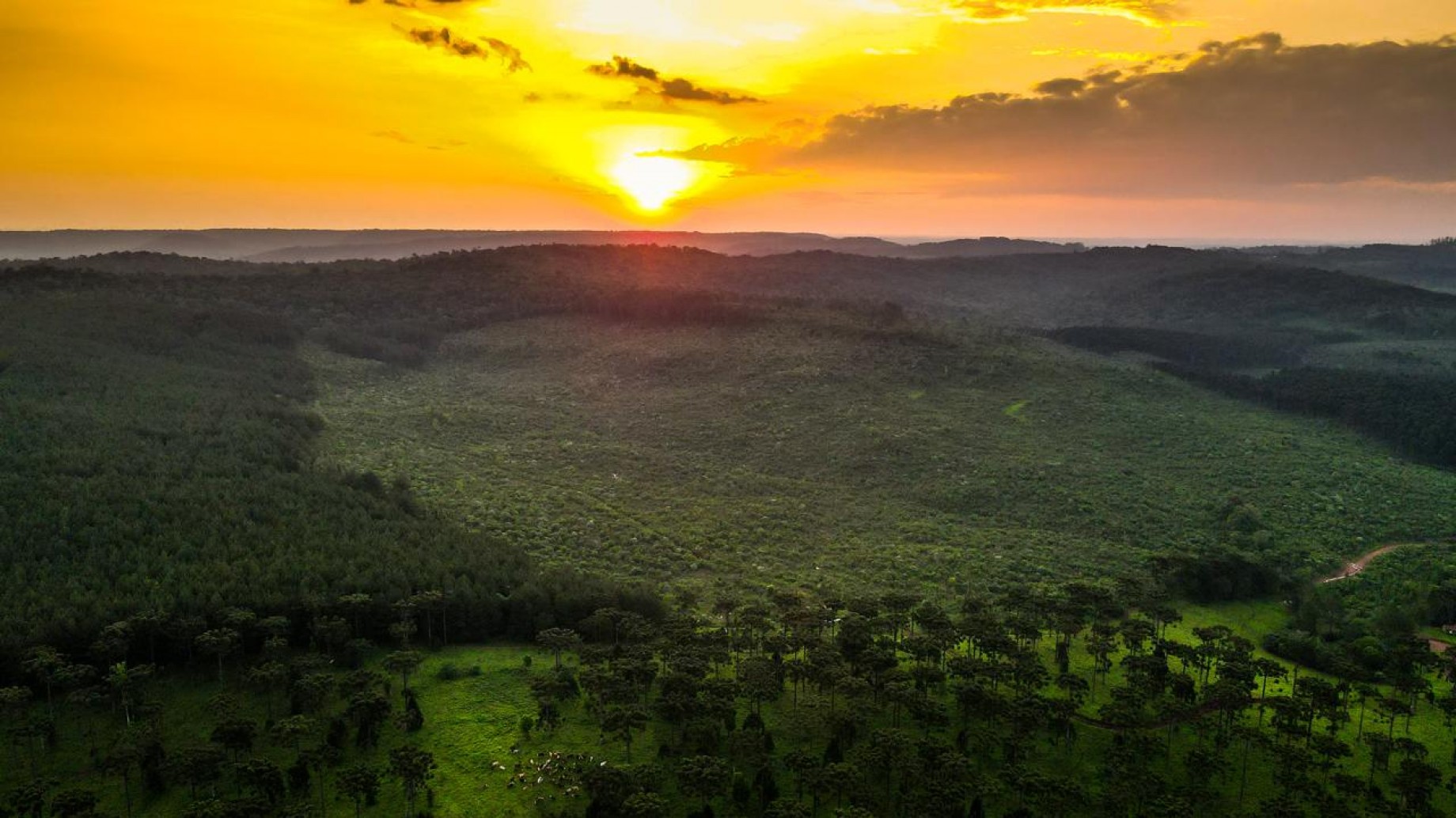 Una empresa plantará 30.000 árboles en 2026 en la Selva Paranaense
