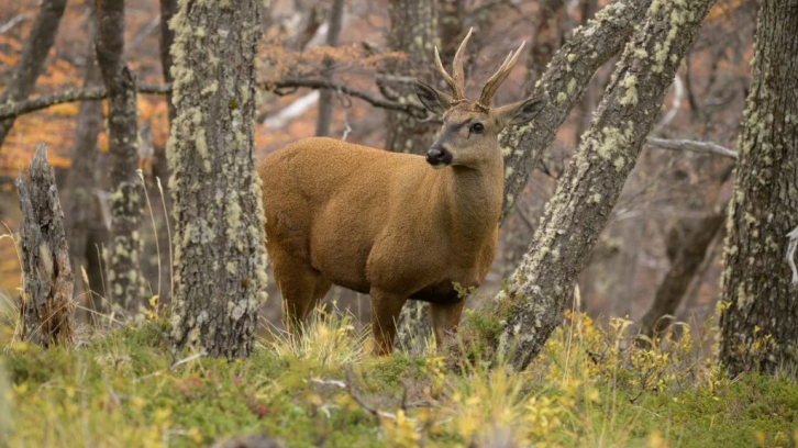 El huemul, ícono de la Patagonia, reaviva el debate sobre el rewilding