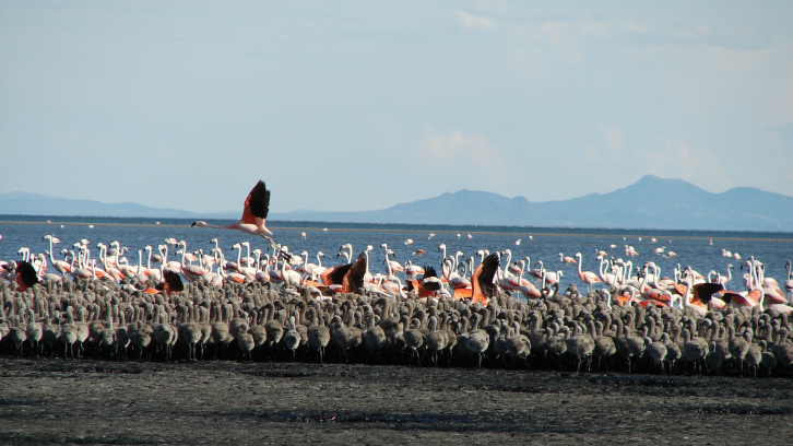 Llancanelo se integra a la Red Hemisférica de Reservas para Aves Playeras: Un blindaje ecológico en el corazón de Malargüe