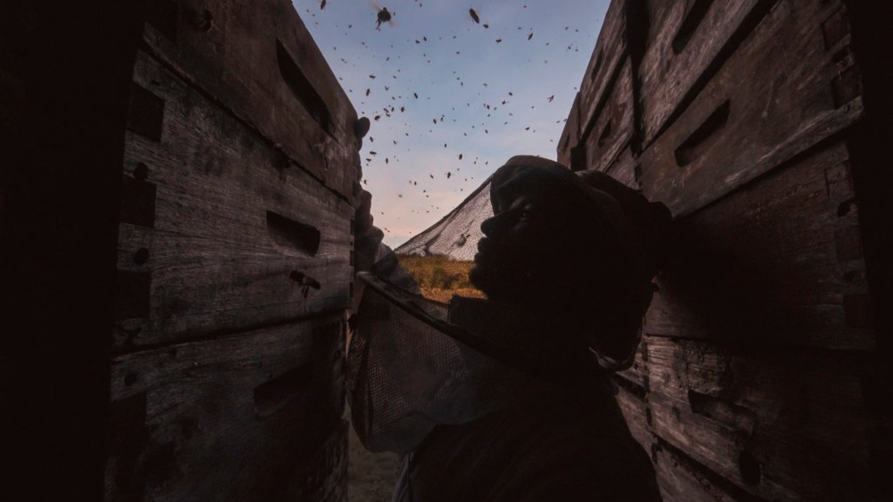 La muerte de millones de abejas despierta el debate sobre pesticidas en Uruguay