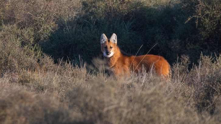 Por primera vez en Córdoba: se podrá seguir a un aguará guazú durante las 24 horas del día