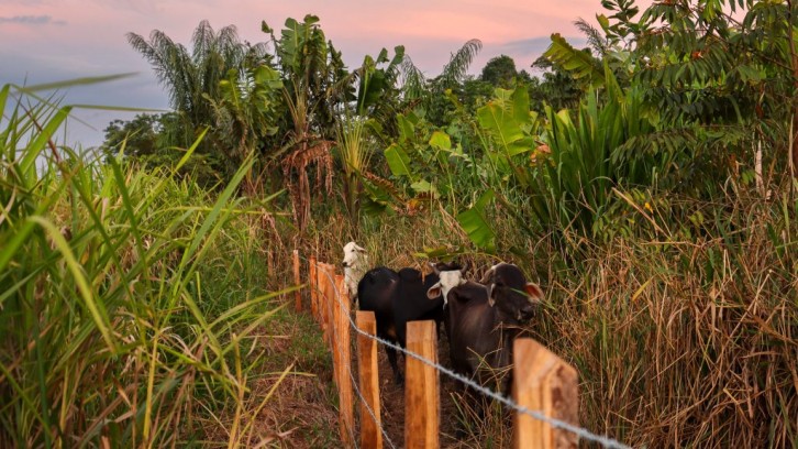 La coca y la ganadería agravan la devastación de la Amazonía colombiana